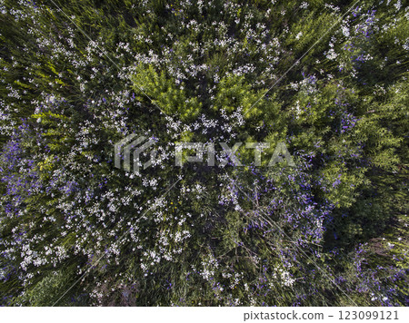 wild field, view from above 123099121