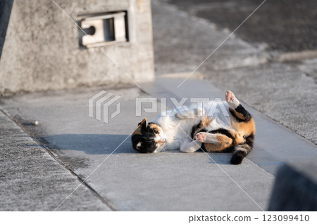 躺在街上的印花布貓 躺在街上的印花布貓 123099410