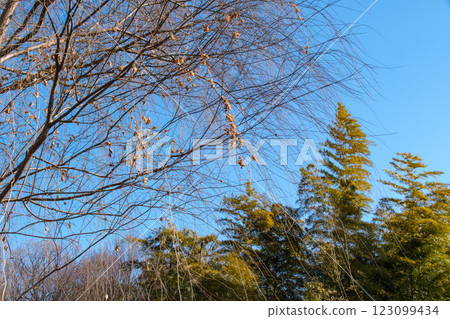 竹林和柳樹 123099434