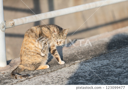 美容貓:棕色虎斑貓 美容貓:棕色虎斑貓 123099477