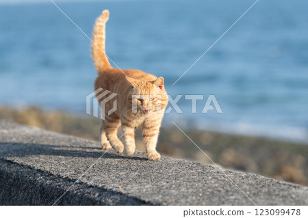 棕色虎斑貓在路堤上行走 123099478