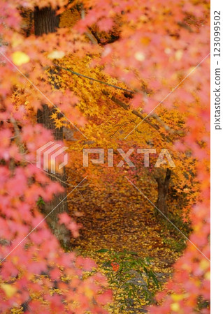 Autumn leaves at Shohoji Temple in Wazuka, Kyoto in 2024 123099502