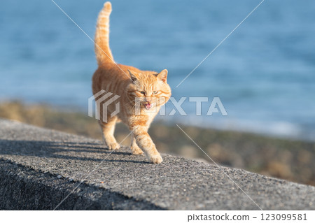 棕色虎斑貓在路堤上行走 棕色虎斑貓在路堤上行走 123099581
