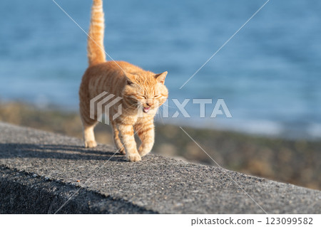 棕色虎斑貓在路堤上行走 棕色虎斑貓在路堤上行走 123099582