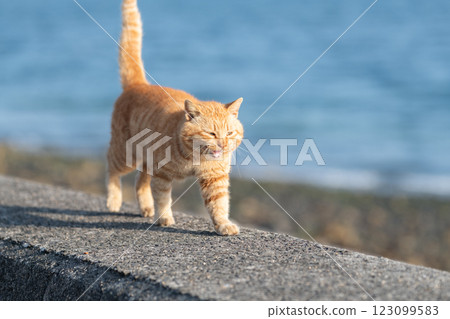 棕色虎斑貓在路堤上行走 123099583