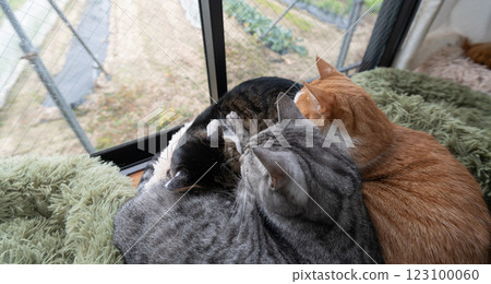 Three cats relaxing by the window Three cats relaxing by the window 123100060