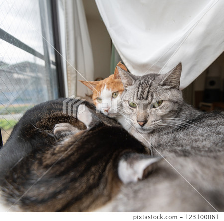 Three cats relaxing by the window 123100061