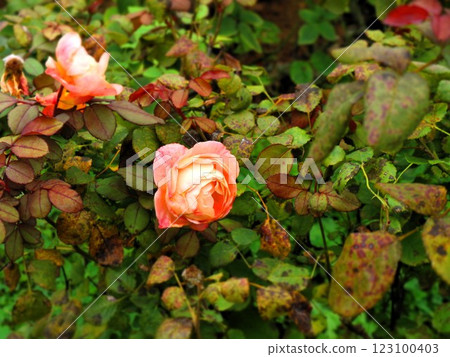 Apricot-colored cup-shaped rose 123100403