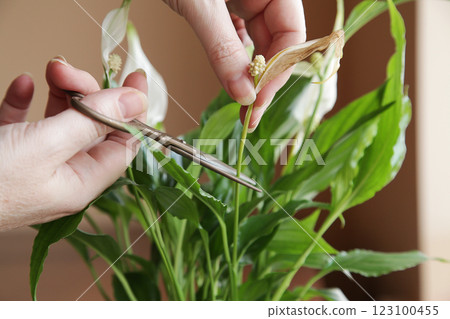 Spathiphyllum Peace Lily Care. Removing Dry leaves and flowers, trimming faded flowers Dry leaves Spathiphyllum Peace Lily Care. Removing Dry leaves and flowers, trimming faded flowers Dry leaves 123100455