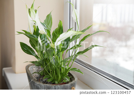 Spathiphyllum Flower on Windowsill to Separate Moisture and Purify Air. Spathiphyllum Flower on Windowsill to Separate Moisture and Purify Air. 123100457