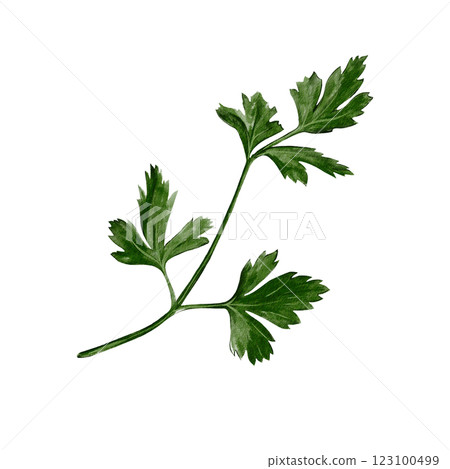 Parsley, stem with leaves. Coreander or cilantro. Spice and seasoning. Fresh greens. Useful plants. Watercolor illustration isolated from background. Edible plant with wide leaves. Parsley, stem with leaves. Coreander or cilantro. Spice and seasoning. Fresh greens. Useful plants. Watercolor illustration isolated from background. Edible plant with wide leaves. 123100499