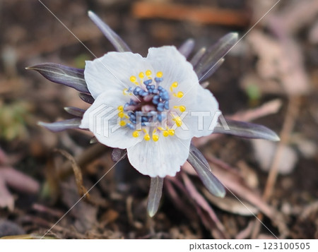 美麗綻放的節分草（20250205124240） 123100505