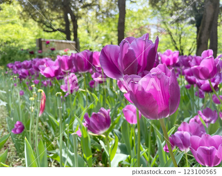 紫色鬱金香 123100565