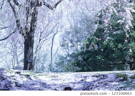 迷人的垂枝櫻花和花毯 123100663