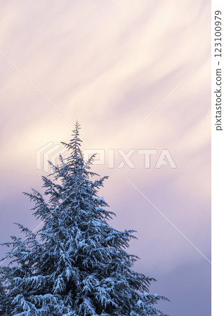 聖誕樹圖，大蒜山高原 123100979