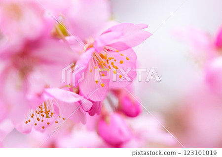 Beautiful and cute pink Kawazu cherry blossoms 123101019