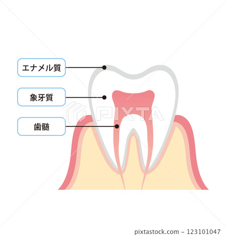 牙齒橫斷面和結構圖 123101047