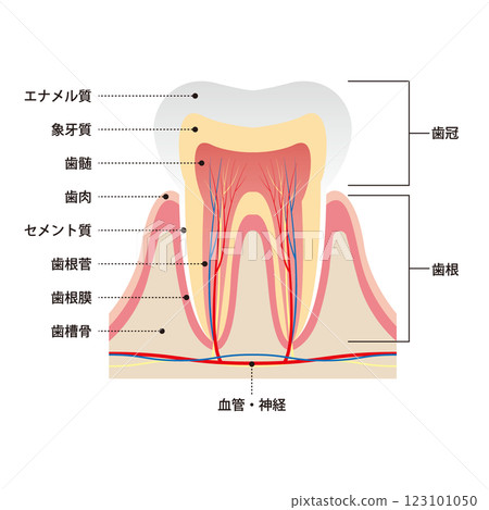 牙齒橫斷面及其結構的真實圖示 123101050