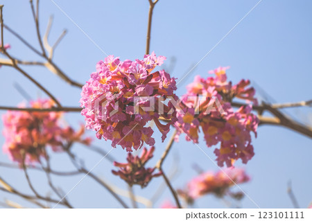 a Blooming Pink Flowers Branch Against 123101111