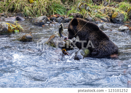 [北海道_棕熊] 棕熊為冬眠而狩獵，知床，十月 123101252