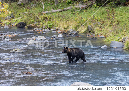 [Hokkaido_Brown bears] Brown bears hunting in preparation for hibernation, Shiretoko, October 123101260