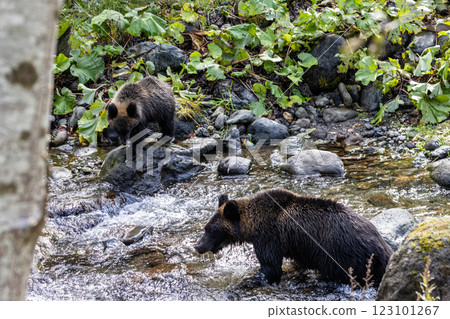 [北海道_棕熊] 父母與孩子為冬眠做準備的棕熊狩獵，知床，十月 123101267