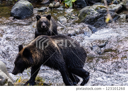 [北海道_棕熊] 父母與孩子為冬眠做準備的棕熊狩獵，知床，十月 123101268