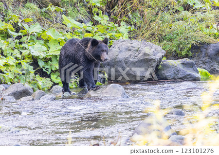 [Hokkaido_Brown bears] Brown bears hunting in preparation for hibernation, Shiretoko, October 123101276