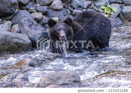 [北海道_棕熊] 棕熊為冬眠而狩獵，知床，十月 123101280