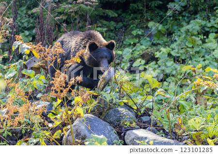 [Hokkaido_Brown bears] Brown bears hunting in preparation for hibernation, Shiretoko, October 123101285