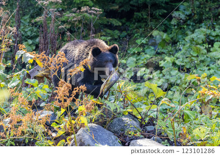 [Hokkaido_Brown bears] Brown bears hunting in preparation for hibernation, Shiretoko, October 123101286