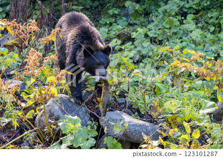 [北海道_棕熊] 棕熊為冬眠而狩獵，知床，十月 123101287