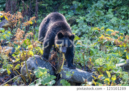 [Hokkaido_Brown bears] Brown bears hunting in preparation for hibernation, Shiretoko, October 123101289