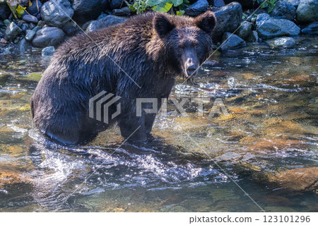 [Hokkaido_Brown bear] Glaring brown bear Shiretoko October 123101296