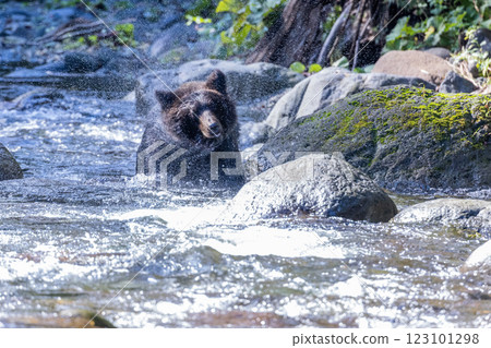 [北海道_棕熊] 棕熊潑水節 知床 十月 123101298
