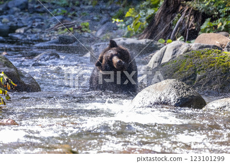 [北海道_棕熊] 棕熊潑水節 知床 十月 123101299