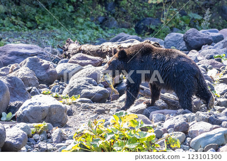 [北海道_棕熊] 棕熊為冬眠而狩獵，知床，十月 123101300