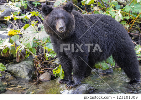 [北海道_棕熊] 棕熊為冬眠而狩獵，知床，十月 123101309