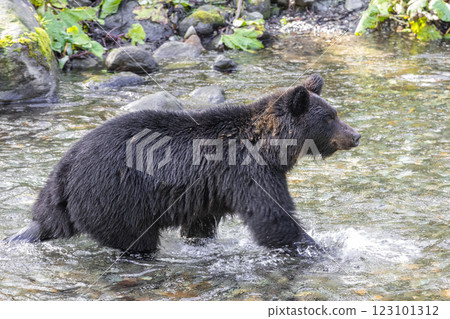 [北海道_棕熊] 棕熊為冬眠而狩獵，知床，十月 123101312