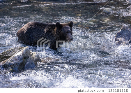 [Hokkaido_Brown bears] Brown bears hunting in preparation for hibernation, Shiretoko, October 123101318