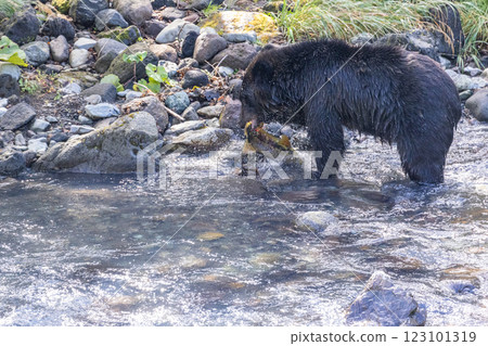 [Hokkaido_Brown bears] Brown bears hunting in preparation for hibernation, Shiretoko, October 123101319