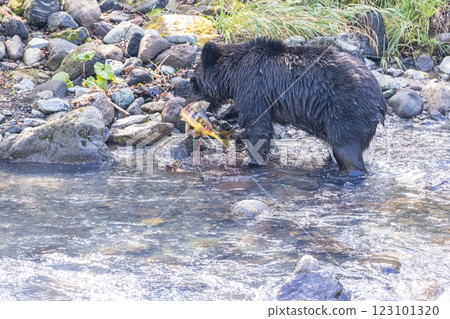 [Hokkaido_Brown bears] Brown bears hunting in preparation for hibernation, Shiretoko, October 123101320