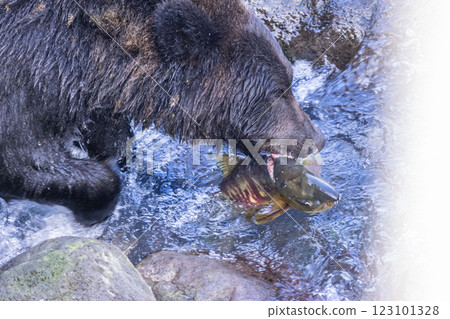 [北海道_棕熊] 棕熊為冬眠而狩獵，知床，十月 123101328