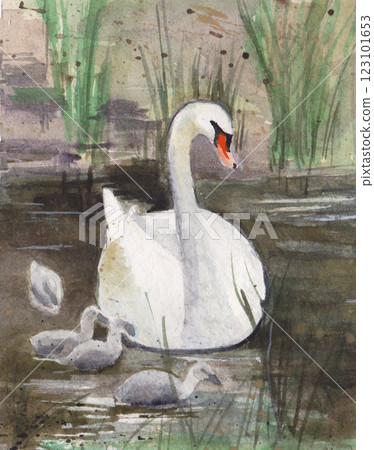 A swan with its chicks swimming on a lake 123101653