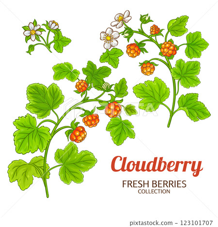 Cloudberry Plant Colored Detailed Illustration Cloudberry Plant Colored Detailed Illustration 123101707