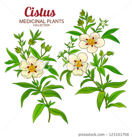 Cistus Plant Colored Detailed Illustration 123101708