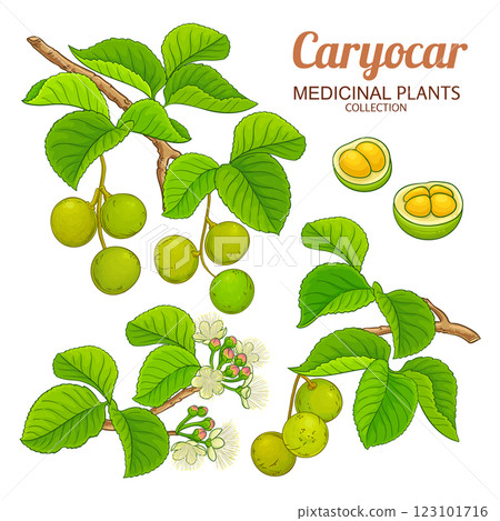 Caryocar Branch Colored Detailed Illustration Caryocar Branch Colored Detailed Illustration 123101716