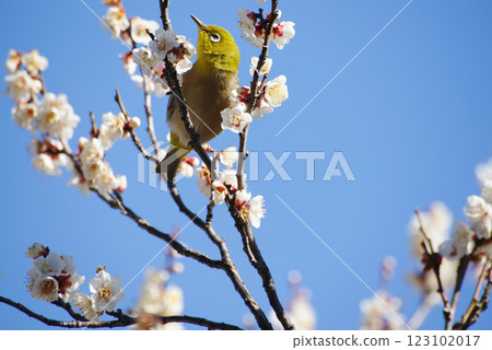 梅花在梅花上 梅花在梅花上 123102017