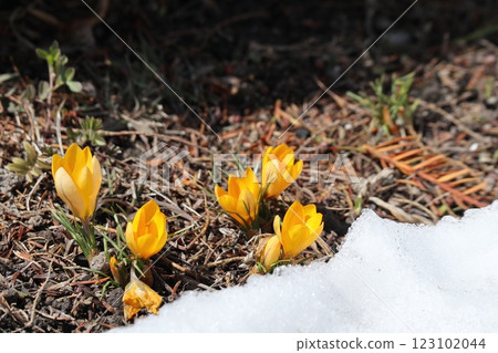 Snow that fell after the crocuses bloomed 123102044