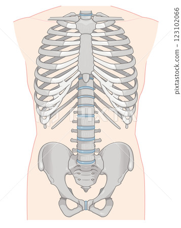 Human body skeleton 123102066